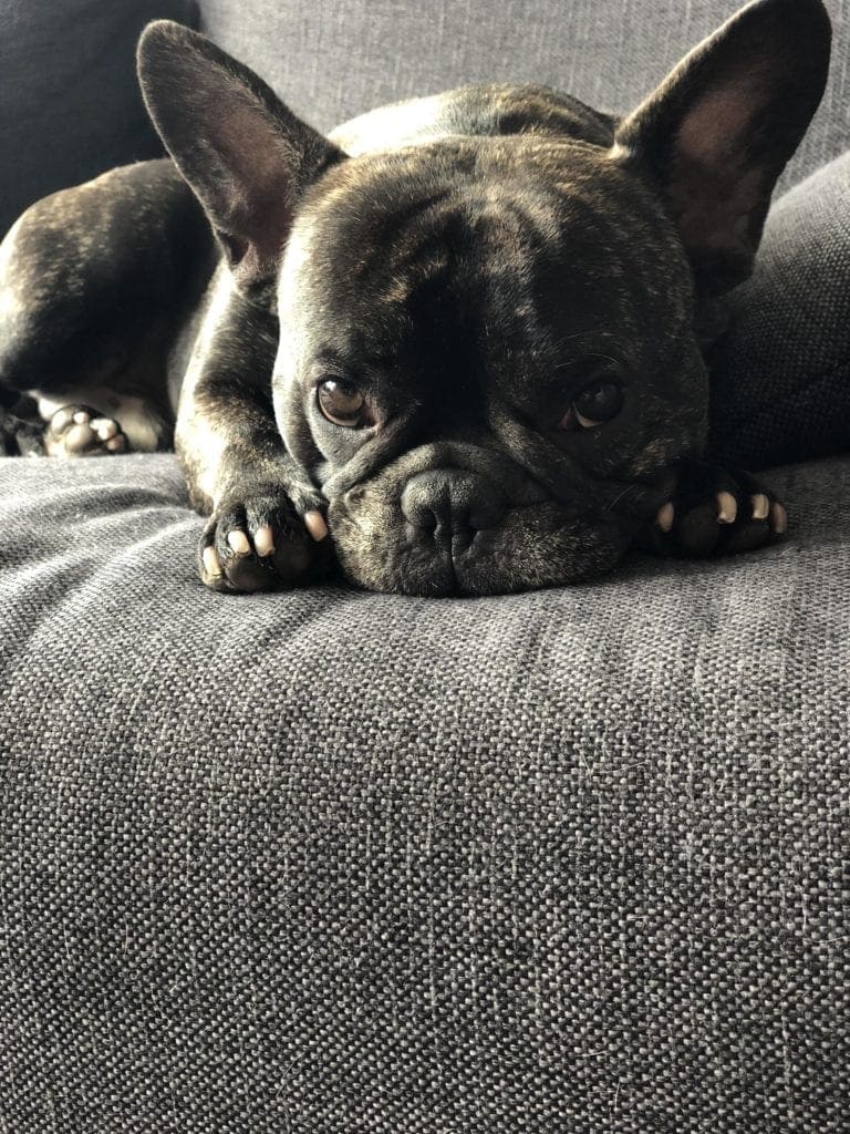 Glücklicher Frenchie auf grauem Sofa