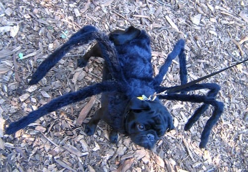 Spinnen Kostüm für Hunde mit schwarzem Hund