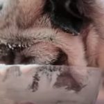 Der Hund isst Melone Eis