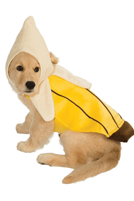 Hund als Banane im Hundekostüm