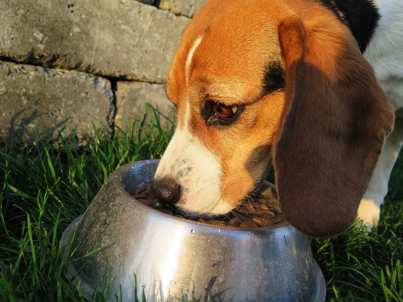 Was kann ich meinem Hund zu essen geben? Wir sagen es dir! » Und was