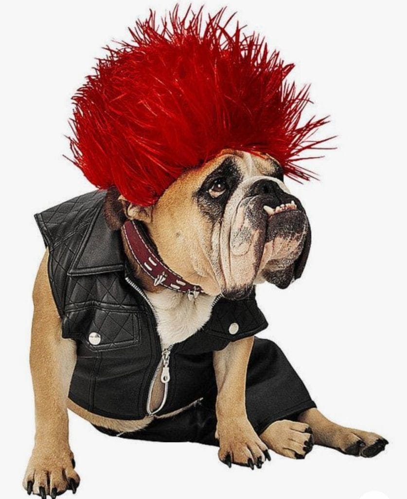 Lustiger Hund im Kostüm als Punker