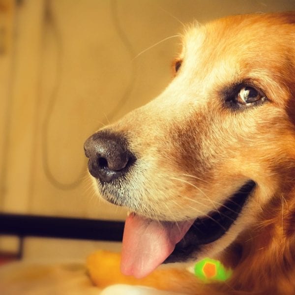 Golden Retriever freut sich auf das richtige Hundefutter für Golden Retriever