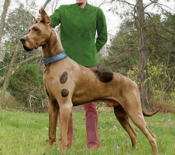 Hund im Scooby Doo Hundekostüm