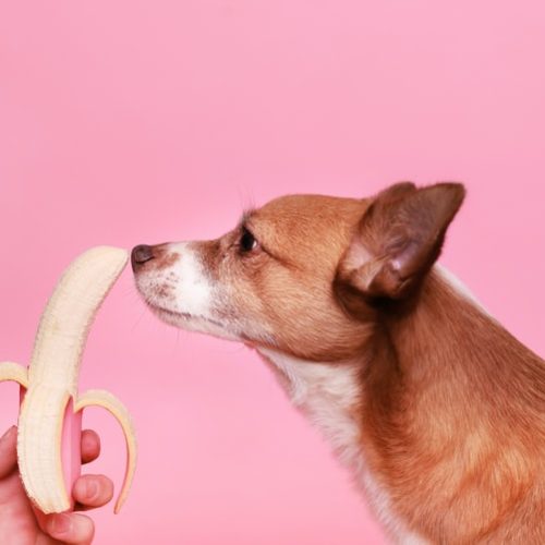 Hund riecht an Banane