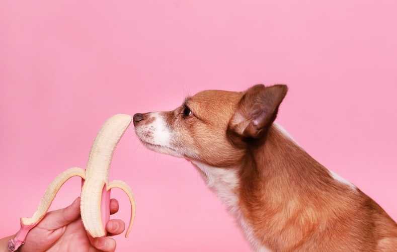 Hund riecht an Banane