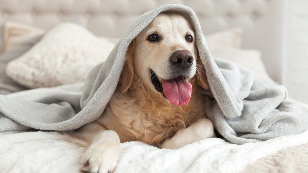 Der weiße Labrador im Bett wünscht sich bestimmt Gemüsesuppe für Hunde.
