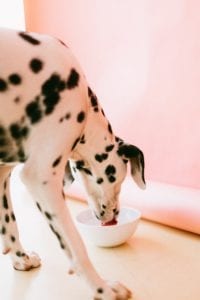 Dalmatiner Ernährung und Hundefutter