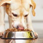 Hundefutter mit Haferflocken sind auch bei einem Labrador beliebt