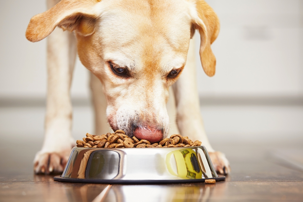 Ein hungriger Labrador-Retriever  frisst Trockenfutter aus der Hundeschüssel, das 1860 erfunden wurde.
