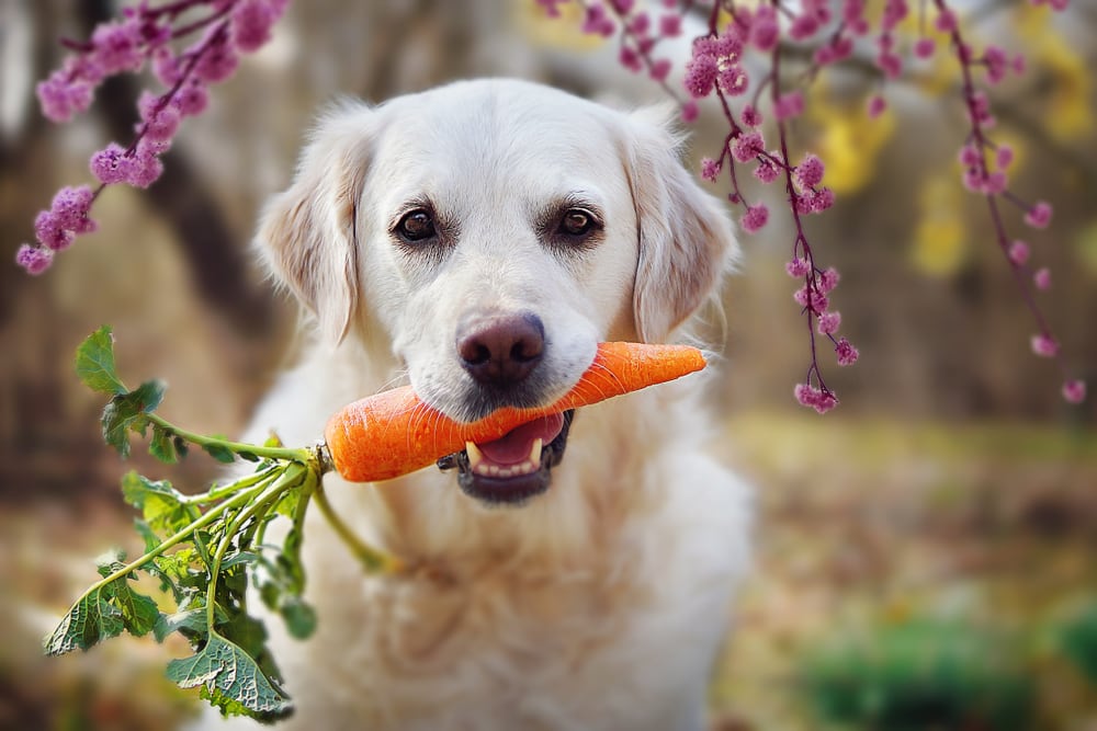 Weißer Labrador freut sich über Karotte, die sein Besitzer nun für sein selbst gekochtes Hundefutter kocht.
