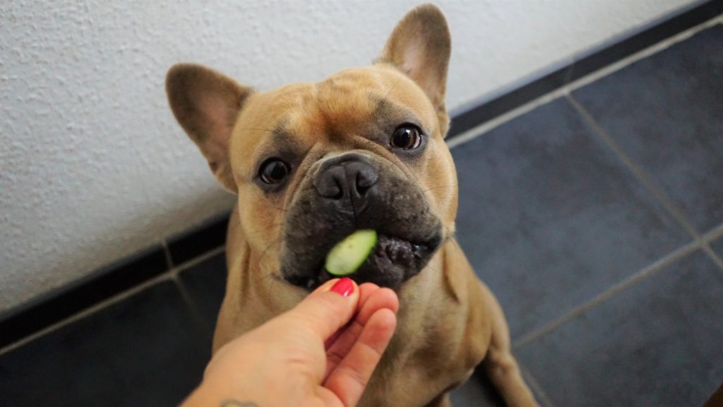 Französische Bulldogge bekommt ein Stück Gurke, weil auch Hunde Gemüse brauchen.