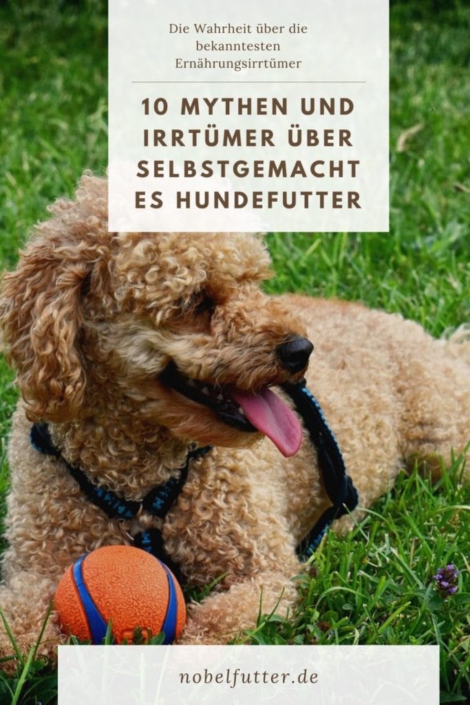 Pinterest Pin 10 Mythen und Irrtümer über selbstgemachtes Hundefutter
