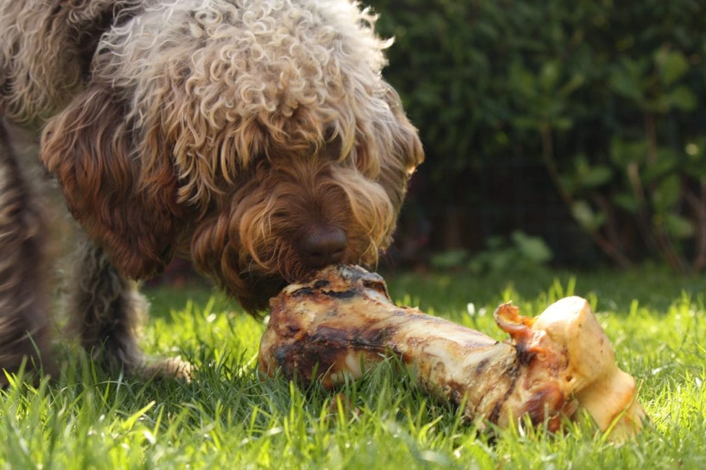 Der Hund knabbert an einem Knochen, der als Hundefutter dient.