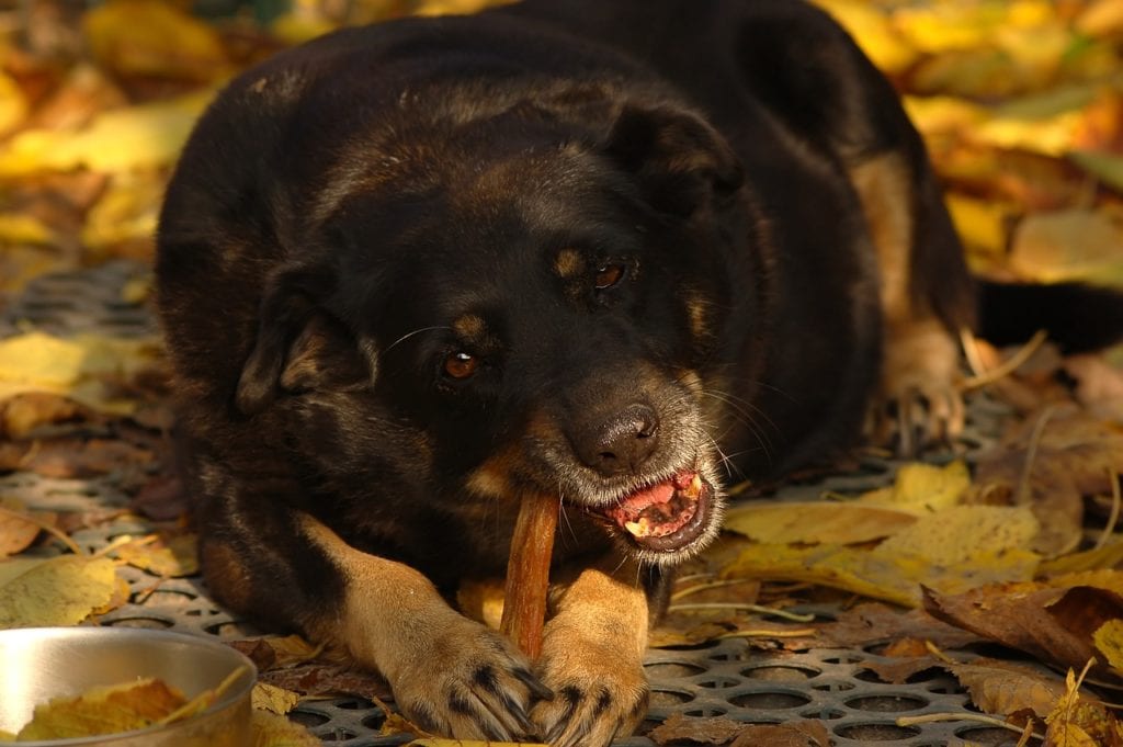 Einer schwarzen Hund knabbert einen Knochen. Wann wurde Hundefutter erfunden?