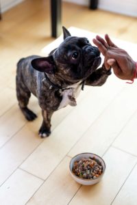 Hund vor Fressnapf mit Hundefutter ohne Getreide