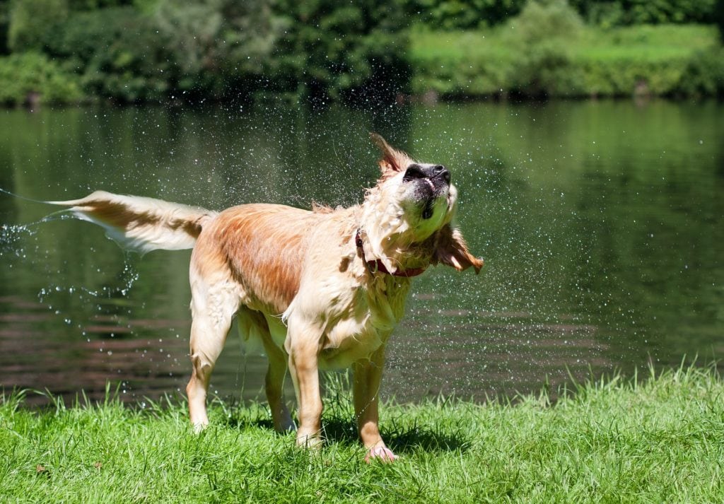 Nasser Hund kommt aus See und schüttelt sich um Geruch zu entfernen.