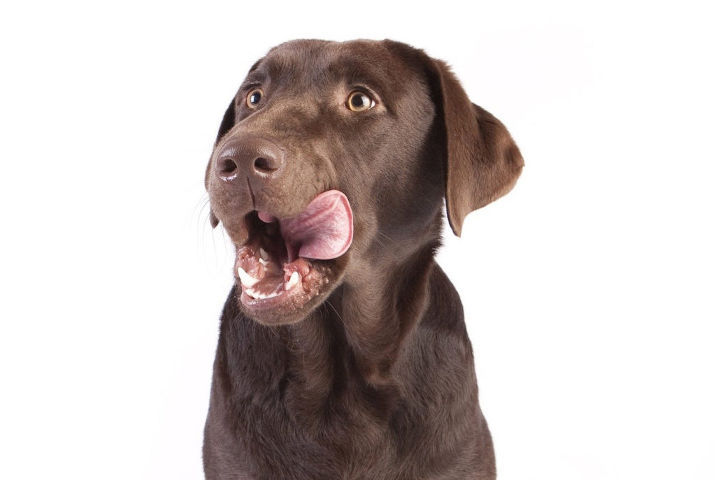 Hund schleckt sich über Maul und freut sich auf leckeres, selbstgemachtes Hundefutter