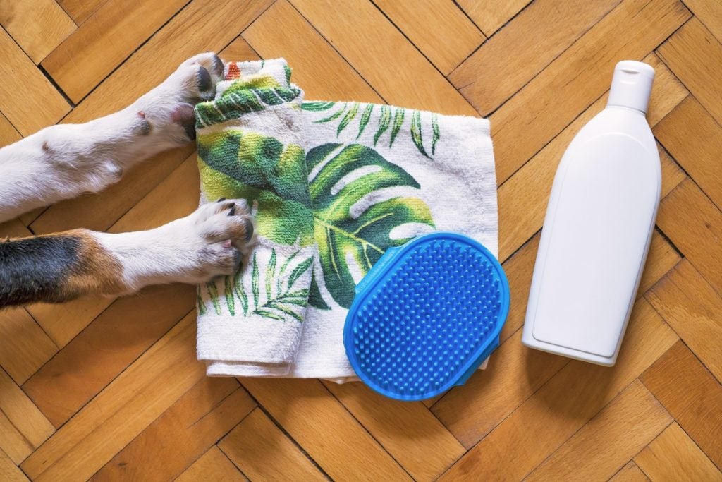 Hund liegt auf Boden, neben ihm Handtuch, Bürste und Hundeshampoo gegen Hundegeruch.