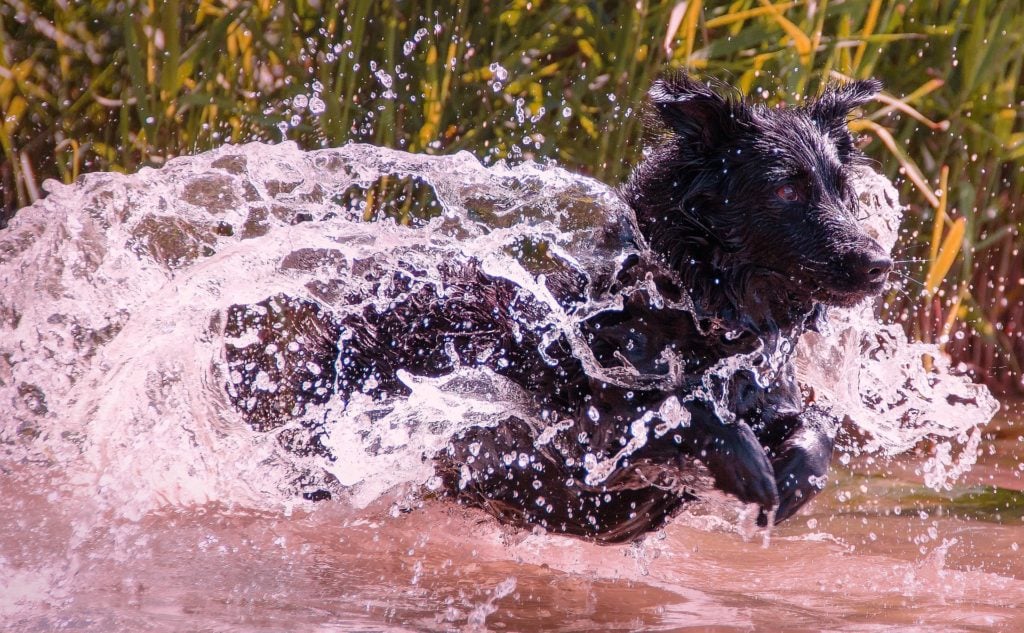 Hund springt durch Matsch und riecht nach nasser Hund