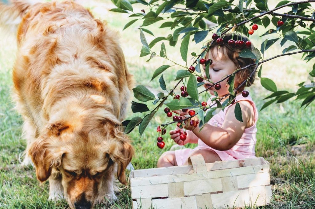 Mädchen füttert Hund mit Kirschen
