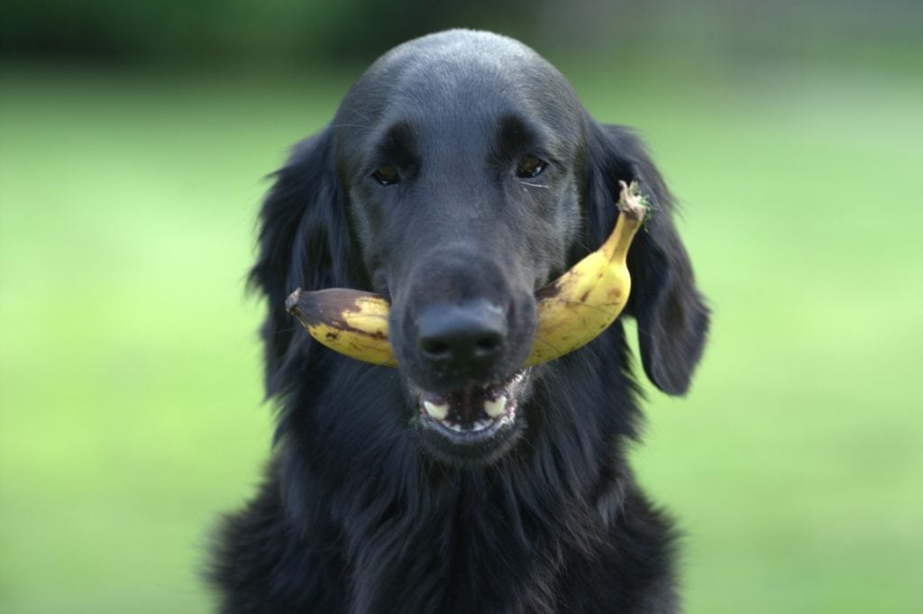 Hund mit gelber Banane im Maul.