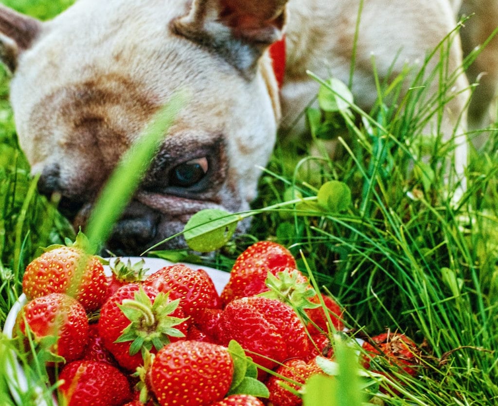 Bulldoge riecht an leckeren Erdbeeren