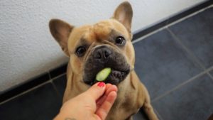 Bulldogge mit Gurke mag auch Gemüse in Trockenfutter für Hunde