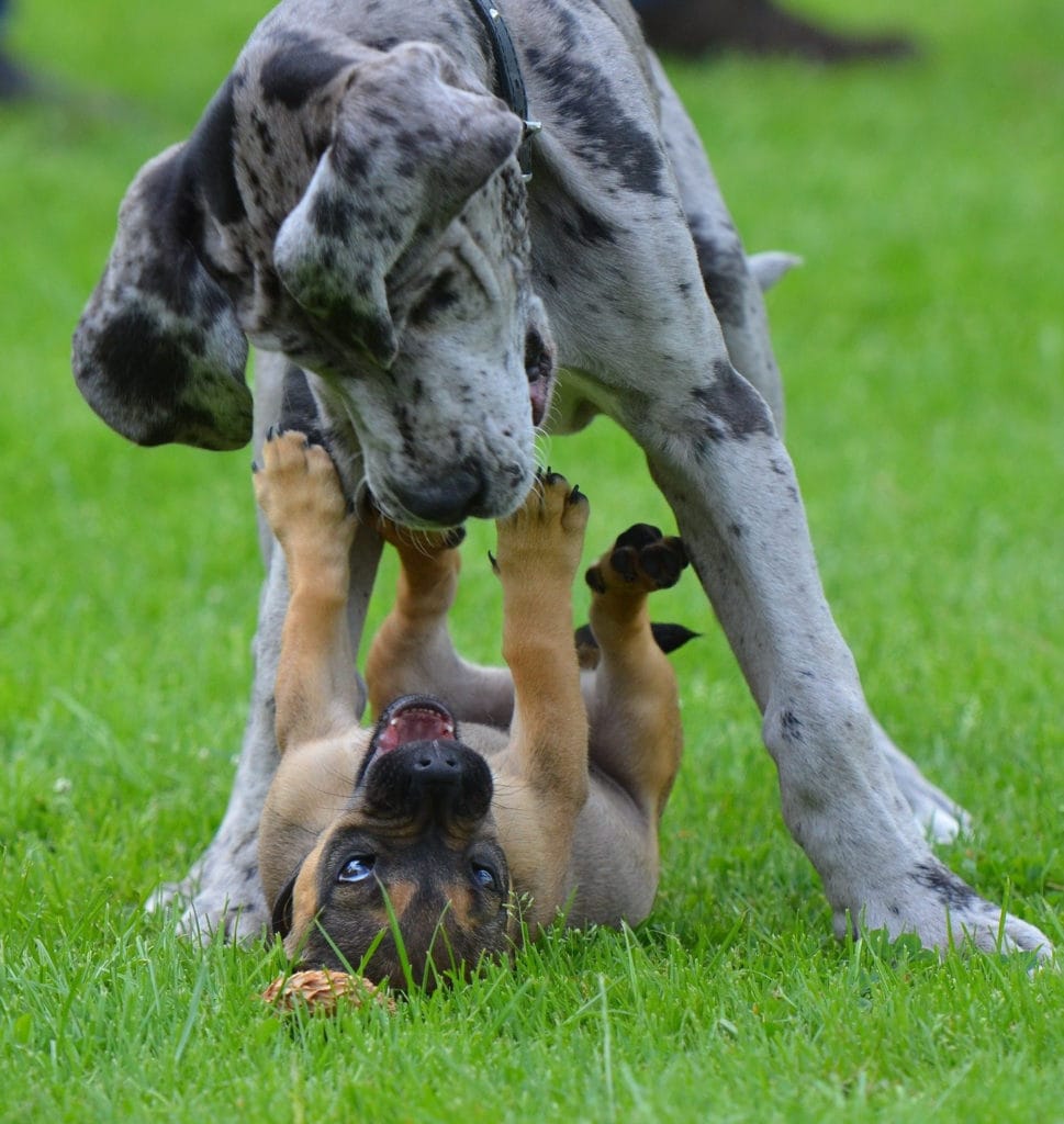 Dänische Dogge und kleiner Schäferhund spielen aber haben andere Anforderungen an das Hundefutter.