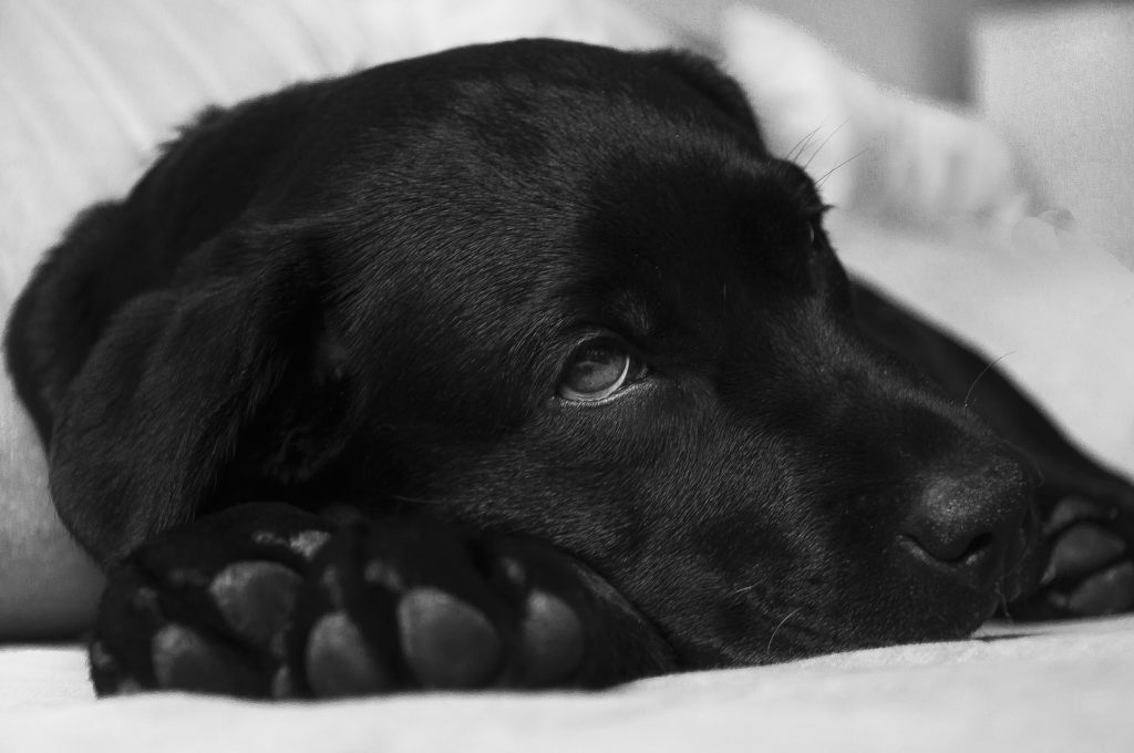 Schwarzer, junger Labrador schaut sehr traurig.