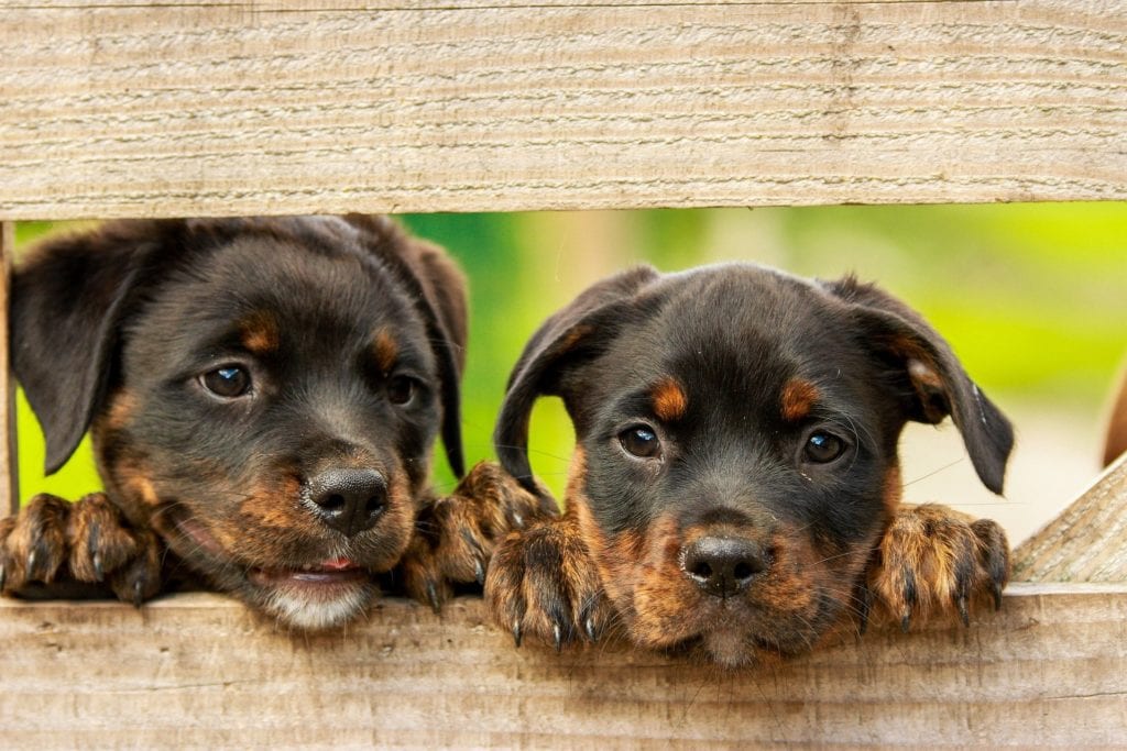 Zwei Rottweiler Welpen freuen sich auf gesundes Hundefutter
