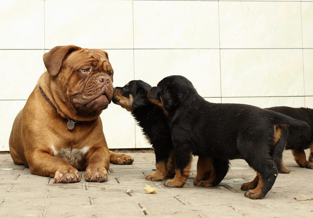 Große Bulldogge und kleine Labrador Welpen haben unterschiedliche Anforderungen an ihr selbstgekochtes Hundefutter.