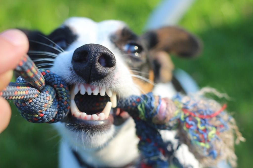 Hundefutter mit Haferflocken für aktive Hunde geeignet