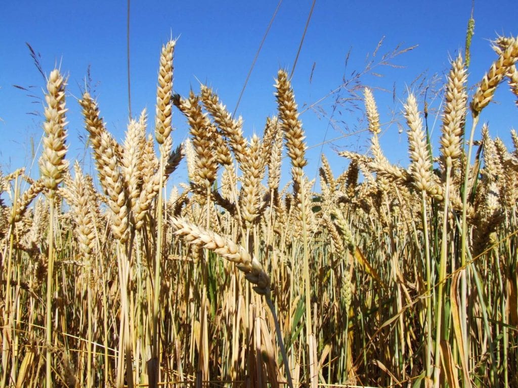 Weizen unter blauen Himmel kann Getreideunverträglichkeit beim Hund auslösen.