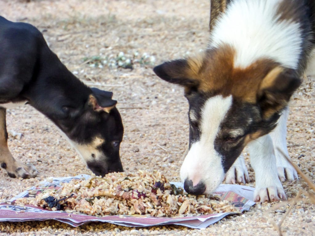 Zwei Hunde fressen und könnten aus Futterneid ohne Kauen fressen.