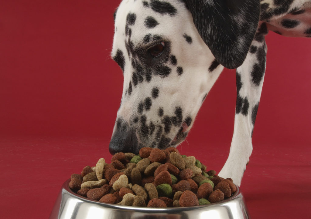 Dalmatiner frisst das beste getreidefreie Hundefutter