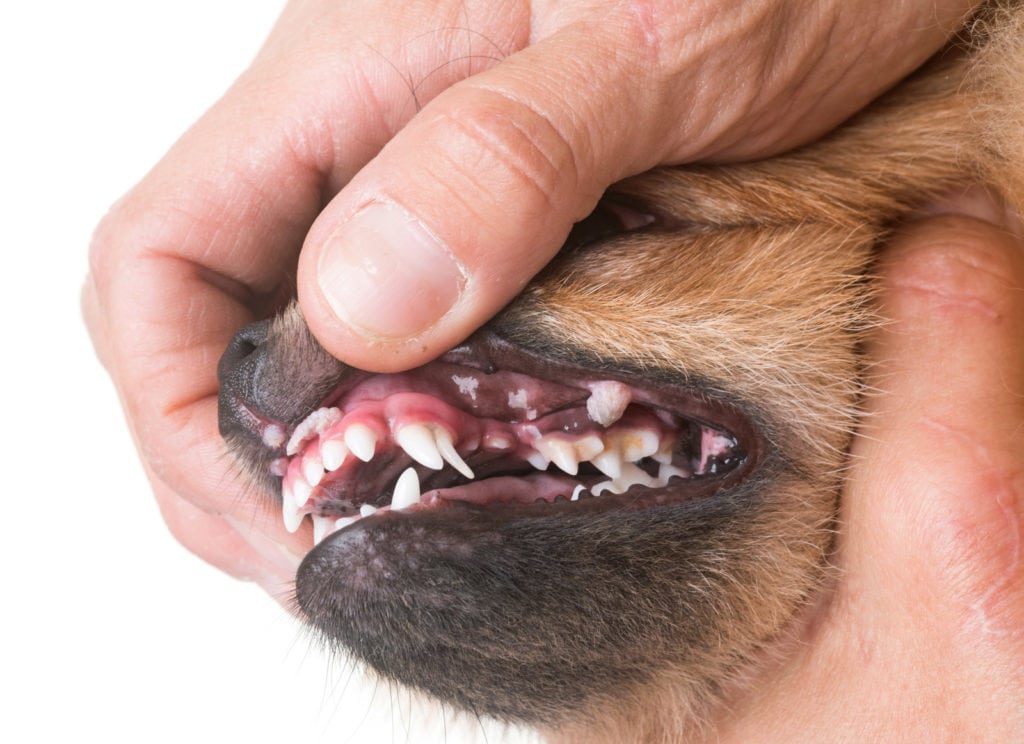 Hunde fressen Blumenerde bei unzureichender Zahngesundheit