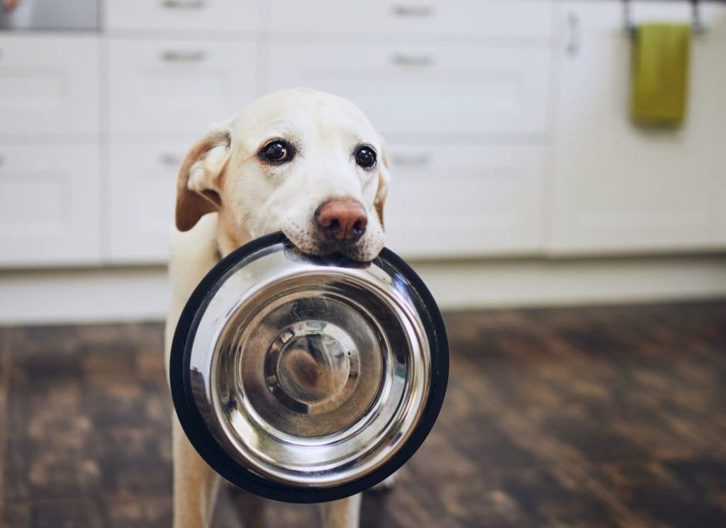 Hund braucht Nährstoffe und Ballaststoffe und hält leere Futterschüssel in die Kamera