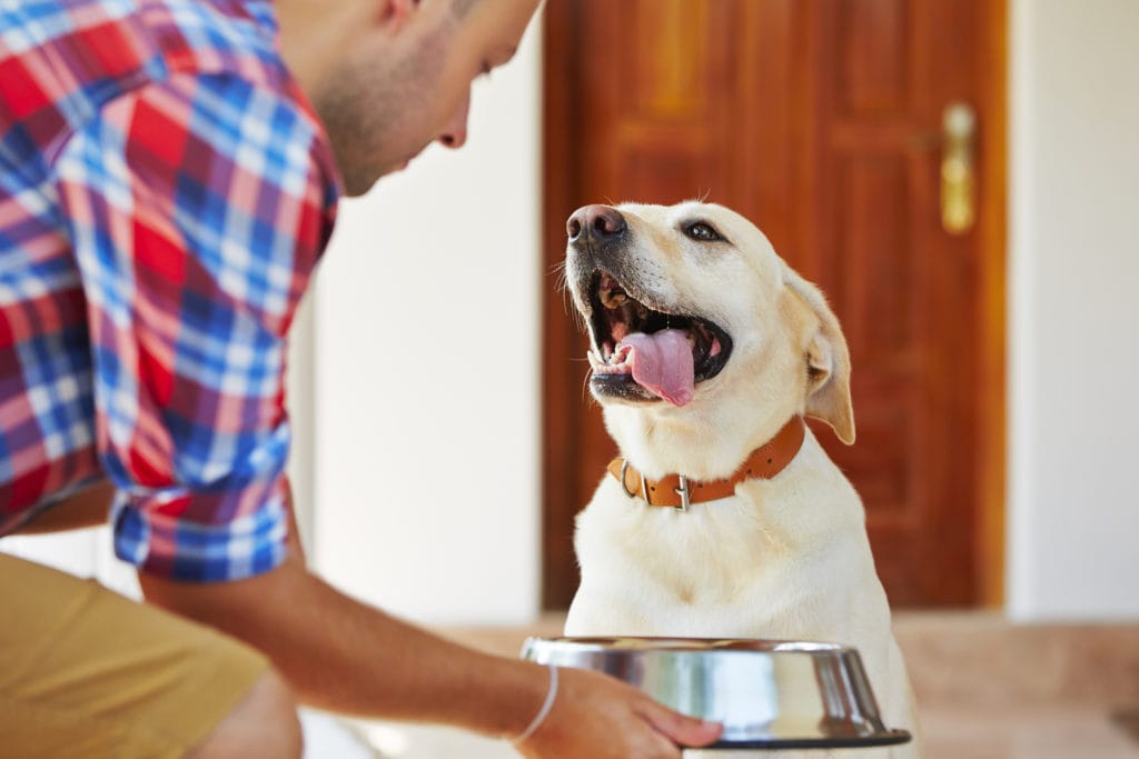 Labradore benötigen die richtige Hundeernährung bei Arthrose
