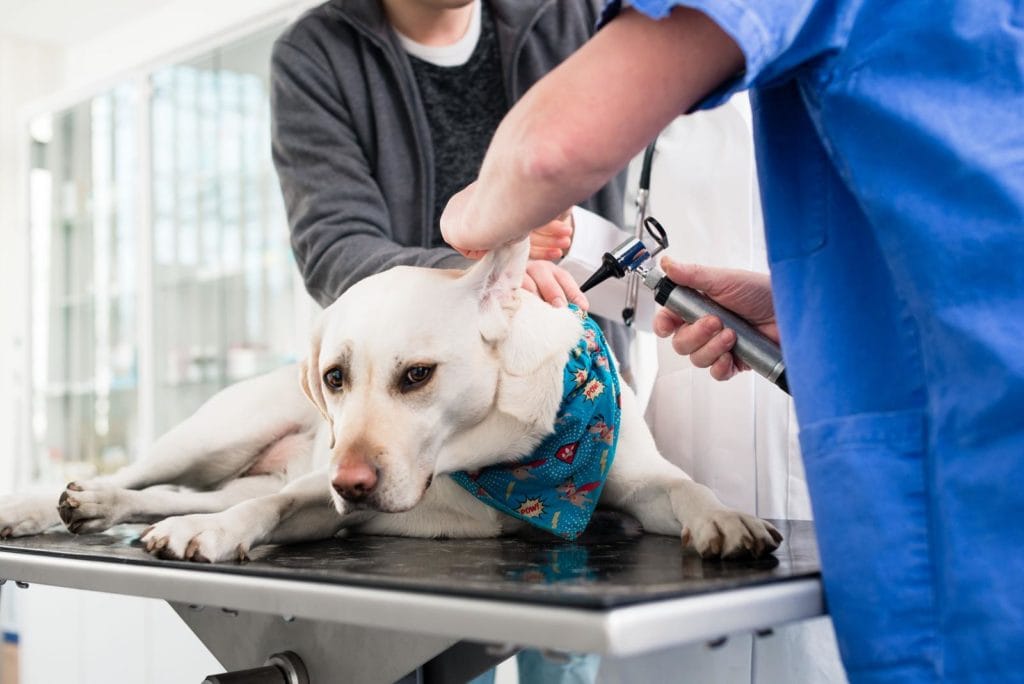 Labrador bei Tierarzt benötigt das richtige Hundefutter für Labradore