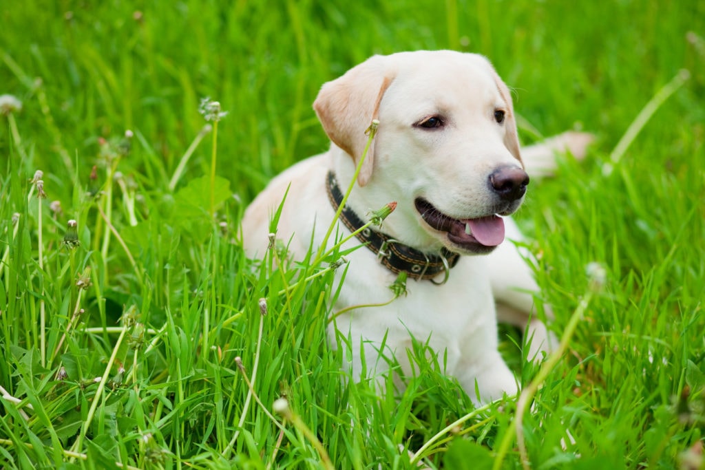 Labrador in Gras freut sich auf das richtige Hundefutter für Labradore