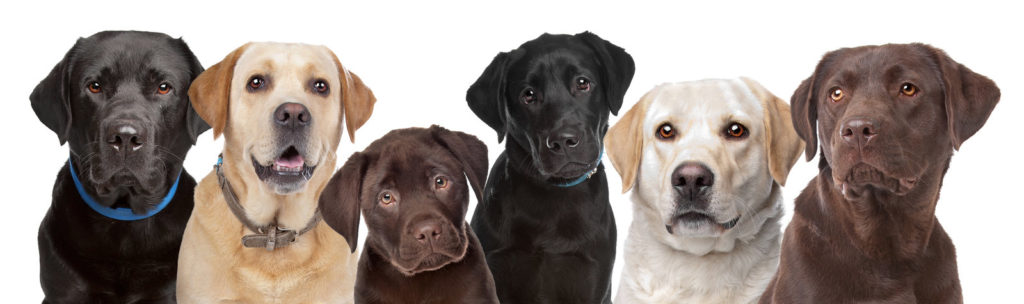 Labradore gibt es in verschiedenen Fellfarben, doch sie alle wollen das richtige Hundefutter für Labradore