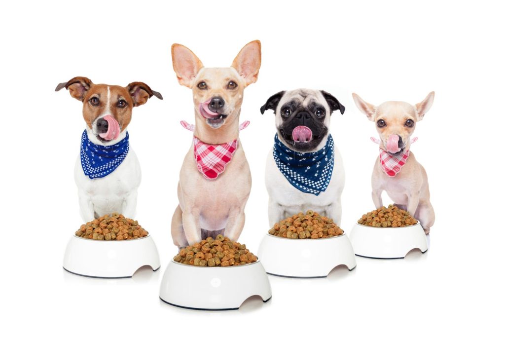 4 Hunde wollen testen: Was ist besser, Futterhaus oder Fressnapf?