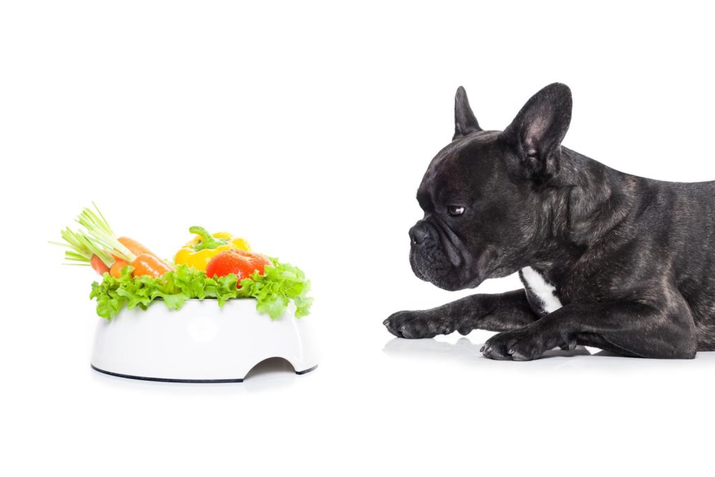 Französische Bulldogge betrachtet die Inhaltsstoffe von Hundefutter ohne Fleisch in deinem Futternapf