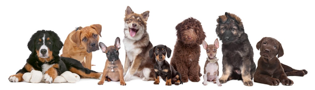 Hundewelpen benötigen eine nährstoffreiche Ernährung - auch bei Hundefutter ohne Fleisch