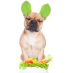 french bulldog mag auch vegetarisches Hundefutter ohne Fleisch zum Selber machen