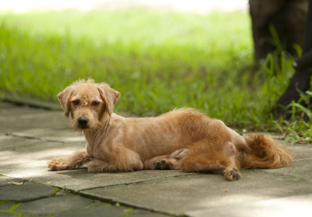 Dünner Hund leidet an Nierenproblemen