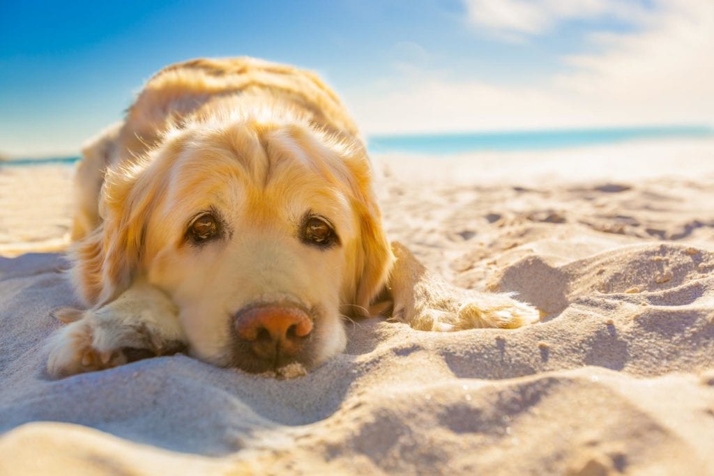 Hund erbricht wegen einem Sonnenstich