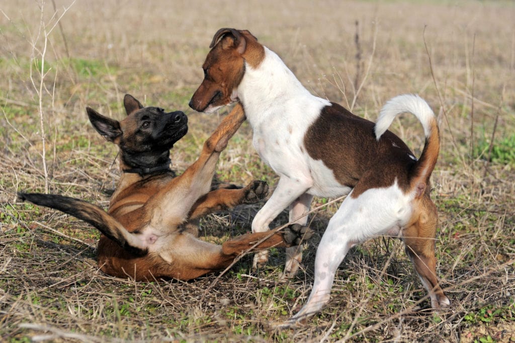 Spielende Hunde fressen Erbrochenes um Schwäche zu verbergen