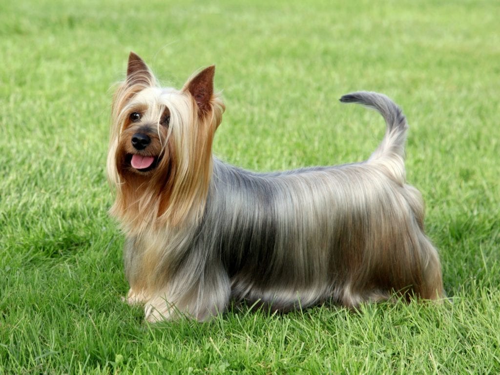 Australian Terrier haben langes Haar aber haaren bei ausreichender Pflege nicht